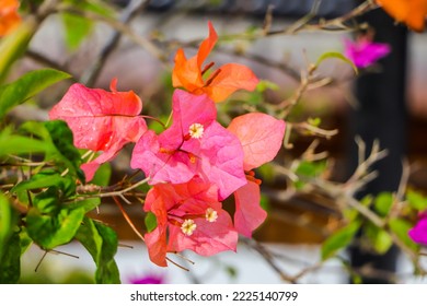 Bougenville flower (Bougainvillea sp.) belongs to the order Caryophyllales, family Nyctaginaceae. The color of this flower varies (yellow, orange, red, pink, purple, white) depending on the variety.  - Shutterstock ID 2225140799