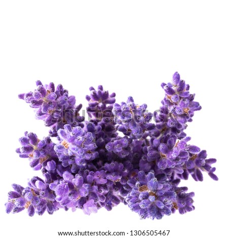 Bouguet of violet lavendula flowers isolated on white background, close up. Place for text