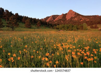 Boulder, Colorado
While I was living in Boulder for 3 years, I had never visited to this when wildflowers were bloomed. I went to here after I moved out to the other city. 