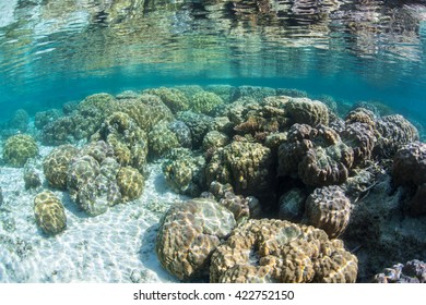 Boulder corals (Porites lutea) grow in the shallows of the Solomon Islands. This remote region, in the easternmost part of the Coral Triangle, contains extraordinary marine biodiversity.