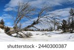 Boulder fields of Vedauwoo in Wyoming. Snow covered boulders in Medicine Bow -Routt National Park with bare trees. Vedauwoo boulders in morning sun with dark blue sky and wispy clouds in winter.