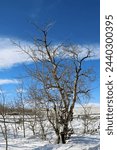 Boulder fields of Vedauwoo in Wyoming. Snow covered boulders in Medicine Bow -Routt National Park with bare trees. Vedauwoo boulders in morning sun with dark blue sky and wispy clouds in winter.