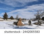 Boulder fields of Vedauwoo in Wyoming. Snow covered boulders in Medicine Bow -Routt National Park with bare trees. Vedauwoo boulders in morning sun with dark blue sky and wispy clouds in winter.