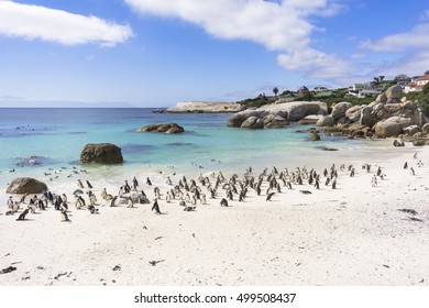 Boulders Beach In Cape Town
