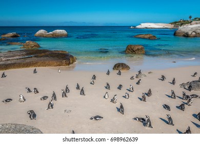 Boulders Beach In Cape Town South Africa