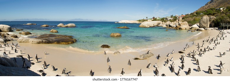 Boulders Beach Penguin beach, Cape Town South Africa