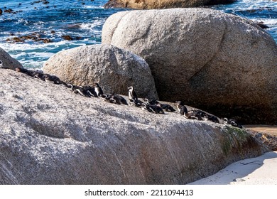 Boulders Beach Penguin Colony. Penguins Resting On The Rocks And Sand. Cape Town, South Africa. Black Footed Penguins.