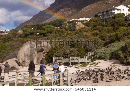 Boulders Beach is a popular tourist stop because of a colony of African penguins in Simon's Town, South Africa.