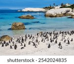 Boulders beach, South Africa