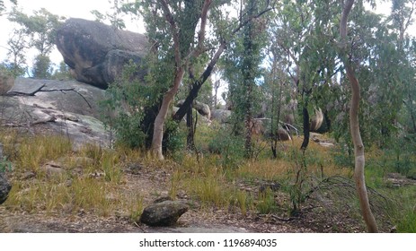 Boulders And Gum Trees In Bushland On The Granite Belt Near Stanthorpe QLD