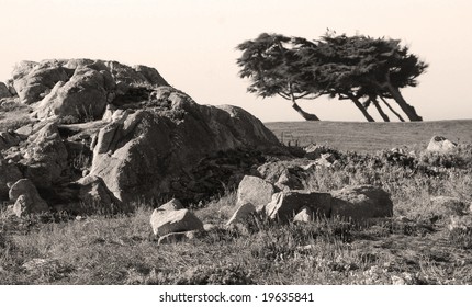 Boulders and windswept trees at coast
