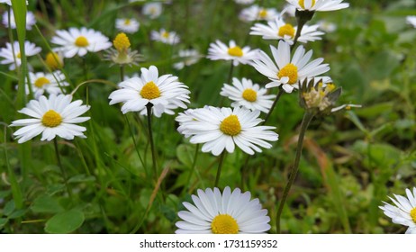 97 Bounch Of Flower Images, Stock Photos & Vectors | Shutterstock