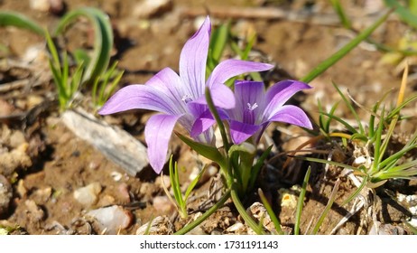 Fleur Des Champs Images Stock Photos Vectors Shutterstock