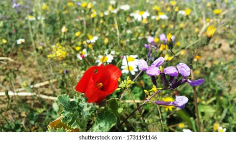 Fleur Des Champs Images Stock Photos Vectors Shutterstock