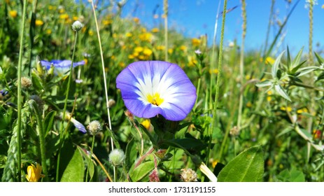 Fleur Des Champs Images Stock Photos Vectors Shutterstock