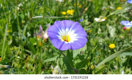 Fleur Des Champs Images Stock Photos Vectors Shutterstock