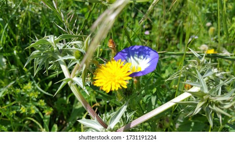 Fleur Des Champs Images Stock Photos Vectors Shutterstock