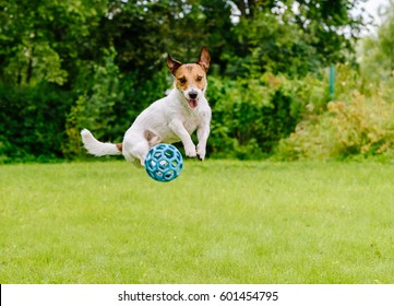 Bouncing Dog Playing At Back Yard Jumping With Toy Ball