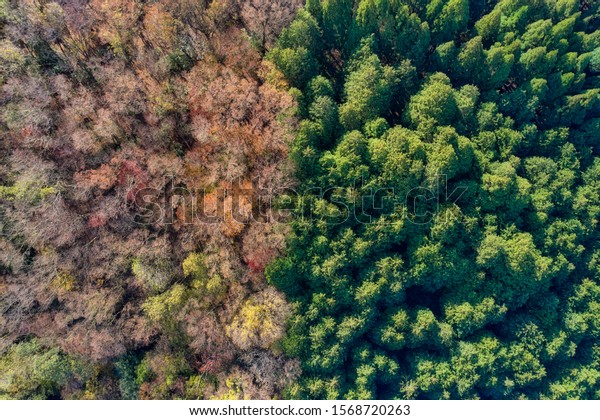 Boundary line of summer forest and autumn\
forest - Background material, birds eye view use the drone, shot in\
lake Yogo, Nagahama city, Shiga,\
Japan.