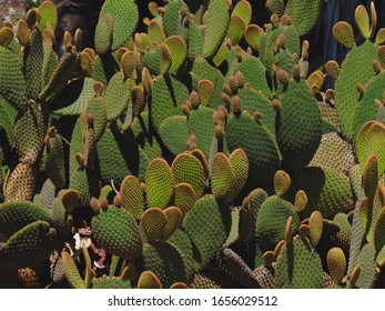 Bounteous Fecund Bunny Ear Cacti Growing in Copious Abundance.          - Shutterstock ID 1656029512