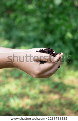 Similar – Ripe blackberries in a child hand