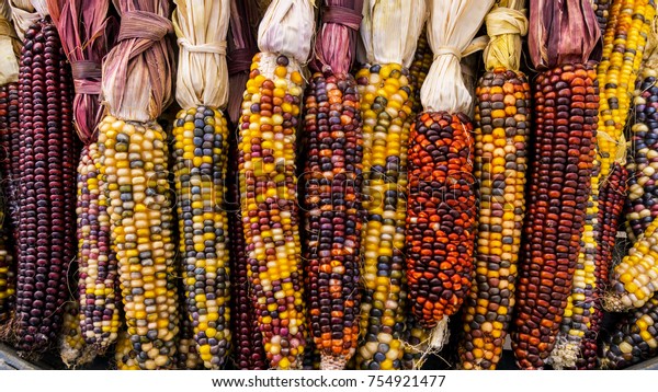 Bountiful Indian\
Corns