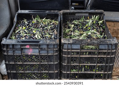 Bountiful Olive Harvest: Crates Overflowing with Olives, Adorned with Olive Leaves - Powered by Shutterstock