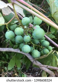 Bounty Of Deliciousness!!! On Our 38 Acre Preserved Farm, I Took A Moment To Enjoy The Deliciousness Of This Handful Of Grapes...oh So Yummy...