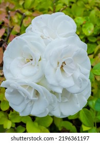 Bouqet Of White Roses On Green Backgound