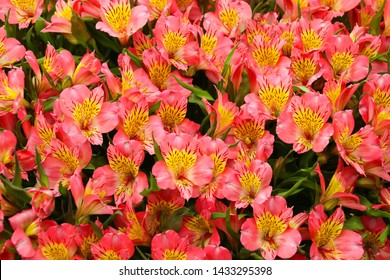 A bouquet of Alstroemeria flowers in full bloom to make a colourful floral background