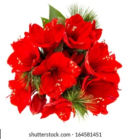 Bouquet Of Amaryllis. Red Christmas Flowers Isolated On White Background