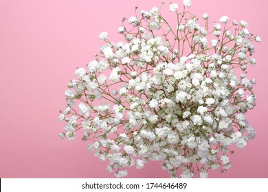 A bouquet of Baby's breath flowers on a pink background, close-up. Wedding design, greetings, invitations, Wallpapers. - Powered by Shutterstock