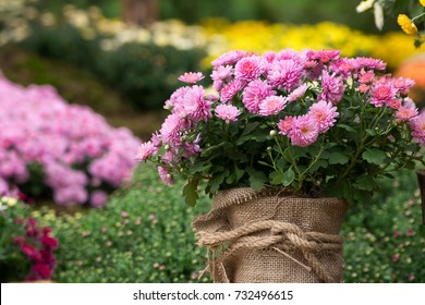 Chrysantheme Images Stock Photos Vectors Shutterstock