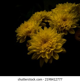 Bouquet Of Beautiful Dahlia Flowers Blooming In Dark Blackbackground, Nature Photography 