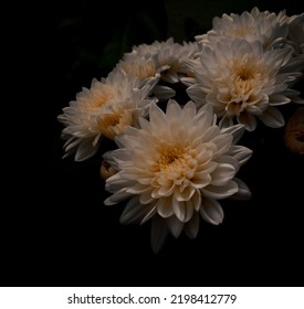 Bouquet Of Beautiful Dahlia Flowers Blooming In Dark Blackbackground, Nature Photography 