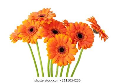 Bouquet of beautiful orange gerbera flowers isolated on white background. Greeting card with gerbera flowers. 