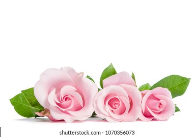 bouquet  of beautiful pink roses lying on white background  