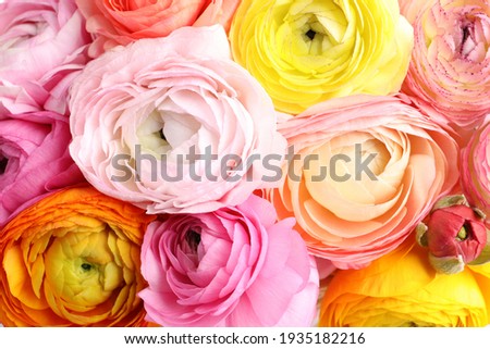 Bouquet of beautiful ranunculus flowers, closeup view