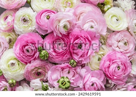Bouquet of beautiful ranunculus flowers, closeup view
