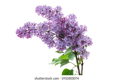 bouquet of beautiful spring flowers of lilac isolated on white background - Shutterstock ID 1910303074