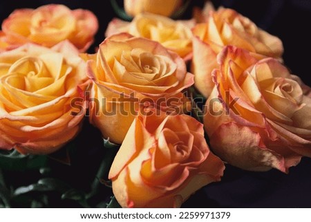 Bouquet of beautiful yellow roses close up on dark background. Abstract backdrop for seasonal cards, posters, blogs and web design. Romantic and love concept.