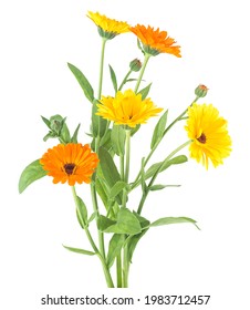 Bouquet of blooming calendula. Marigold flowers with leaves isolated on a white background. Calendula officinalis. Alternative medicine.
