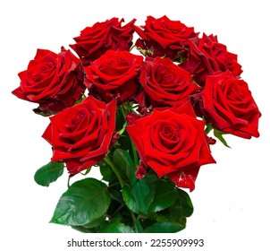 Bouquet of blooming dark red roses isolated on white background - Powered by Shutterstock