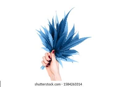 Bouquet of blue colored marijuana cannabis leaves in woman hand isolated on white background. Alternative treatment.  Hemp leaf. Copy space. Color of the year 2020 concept.