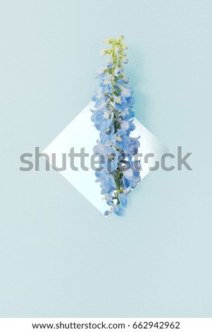 Similar – White Flowers Composing on light blue