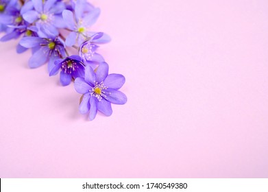 Bouquet of blue flowers on a purple background Top view, copy space.