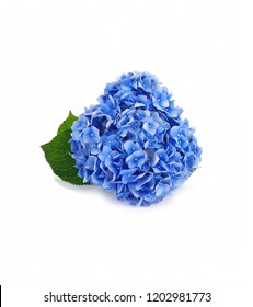 Bouquet Of Blue Hydrangea Isolated
