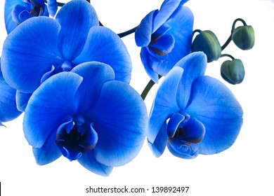 bouquet of blue orchid isolated on white background