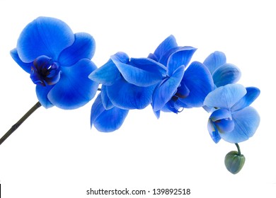 bouquet of blue orchid isolated on white background