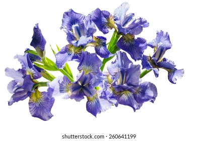 Bouquet blueflag or iris flower Isolated on white background. Overhead view - Shutterstock ID 260641199